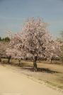 Almendros en flor 0472